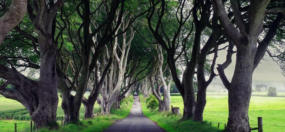 Nordirland Dark Hedges Nordirland Dark Hedges