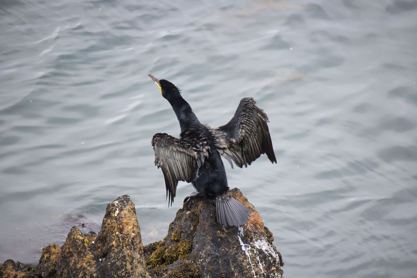 Irland Ballycotton Cliffwalk Cormoran
