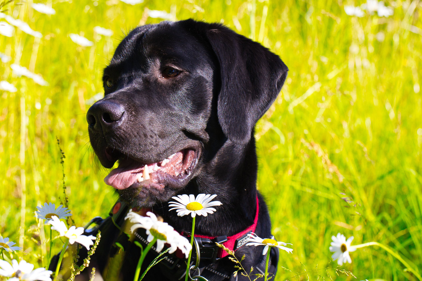 Unser Labrador Albert